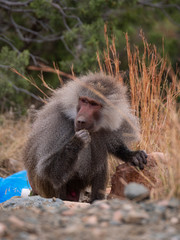Baboons up in the Al Hada Mountains in the Taif region of Saudi Arabia
