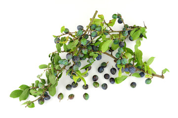 Sloe berries from the blackthorn bush used for making sloe gin and jam