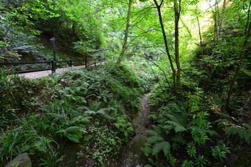 Fototapeta na wymiar A country walk and a nearly dried up stream at the Shanklin Chine in the Isle of Wight.