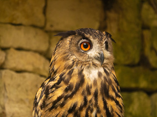 Hibou