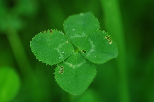 Four Leaf Clover With Dew