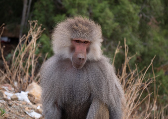 Baboons up in the Al Hada Mountains in the Taif region of Saudi Arabia