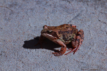 frog on the ground