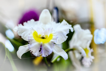 Cattleya orchid flower in Thailand