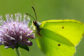 butterfly on flower
