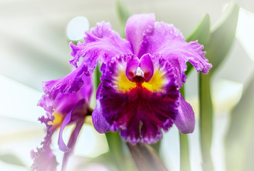 Cattleya orchid flower in Thailand