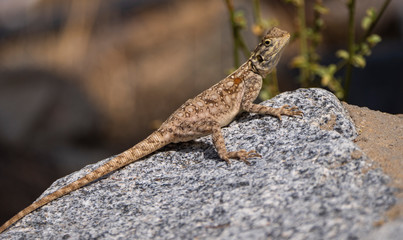 Rock Agama Lizards in the Al Hada mountain region of Taif, Saudi Arabia