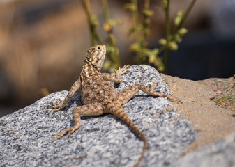 Rock Agama Lizards in the Al Hada mountain region of Taif, Saudi Arabia