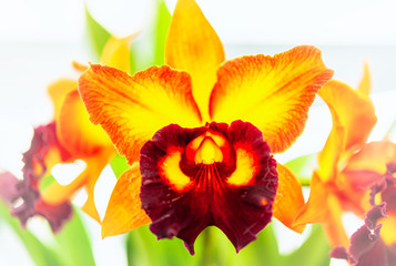 Cattleya orchid flower in Thailand