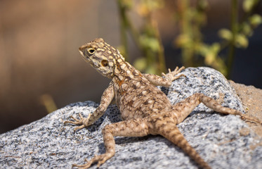 Rock Agama Lizards in the Al Hada mountain region of Taif, Saudi Arabia