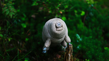 tardigrada in the forest