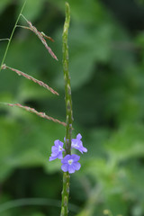 purple flower in the garden