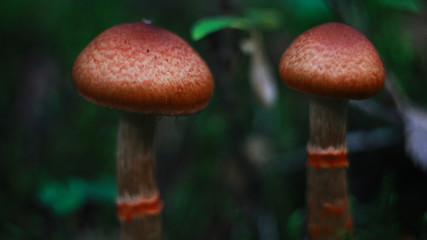 mushrooms in the forest