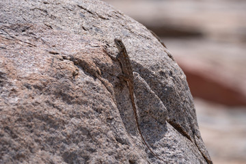 Rock Agama Lizards in the Al Hada mountain region of Taif, Saudi Arabia