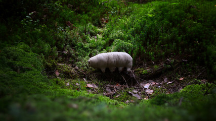 tardigrada in the forest