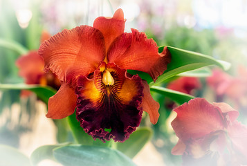 Cattleya orchid flower in Thailand