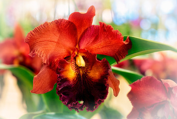 Cattleya orchid flower in Thailand