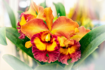 Cattleya orchid flower in Thailand