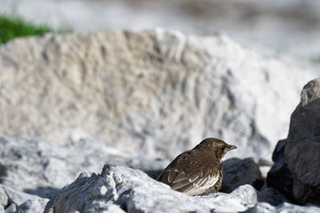 Thrush on the stones in the reserve.