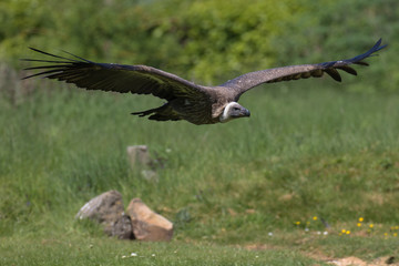 View of a Hooded Vulture in flight
