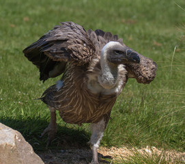 View of a Hooded Vulture in the grass