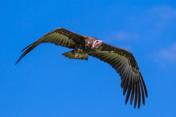 View of a Hooded Vulture in flight