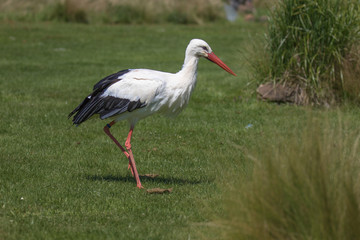 African White Stork