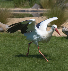 African White Stork