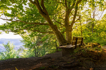 bench in the park