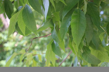 young beech leaves under sun light. summer nature background