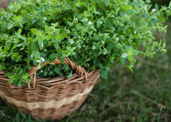 melissa plant in an old straw basket against the background of a summer garden