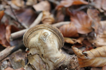 close up of mushrooms in autumn forest