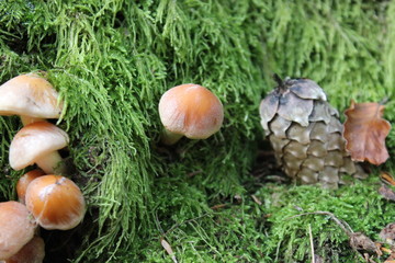 close up of mushrooms in autumn forest