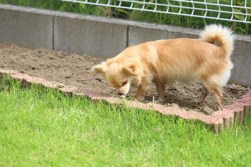 庭で遊ぶチワワ