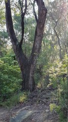 Fototapeta premium trees in the forest