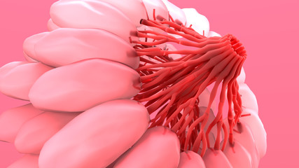 Female Breast Anatomy, Mammary, Boob, Body, Organs, Physical, Sickness, Health and cancer