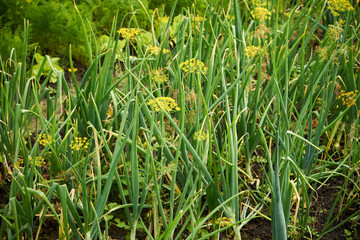 szczypiorek i koper  © Marcin Łazarczyk