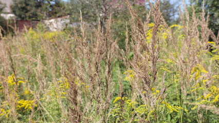 beautiful summer background of yellow in different shades, grass