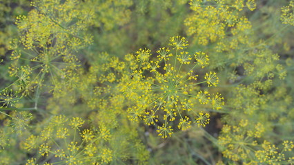 beautiful summer background of yellow in different shades, grass
