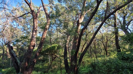 Dear and living tree