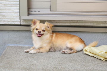 庭で遊ぶチワワ