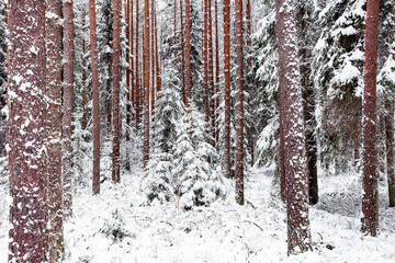 Fototapeta premium An old wintery boreal pine grove with tall trees in Estonia, Northern Europe. 