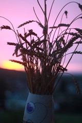 закат, цветы