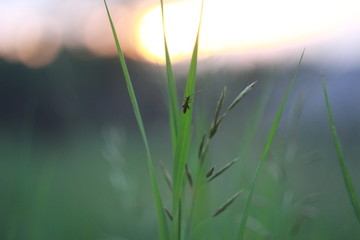 закат, цветы