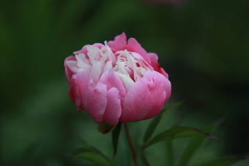 закат, цветы