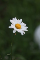 закат, цветы