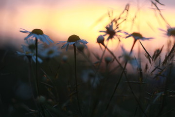 закат, цветы