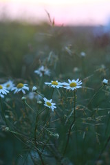 закат, цветы