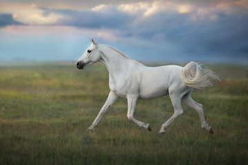 Fototapeta na wymiar White horse run gallop against sunset sky