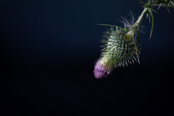 Floral background. Thorny thistle flower over dark background. Still Life Flowers. Nature.